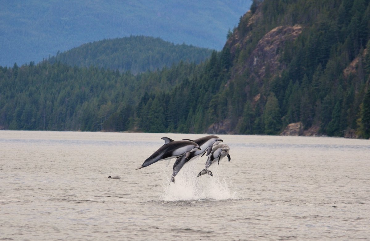 There's just under one week left to hop on a Zodiac boat and visit with the dolphins! #wildlifeadventuretour #2017season