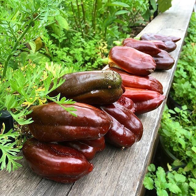 OjoSantaFe's tweet photo. #nmredchile harvest out at #sunrisespringsnm 📷: @blacovara
.
#repost #redchile #santafenm #santafenmtrue https://t.co/eLA3SpS99r https://t.co/pRedN4lkXS