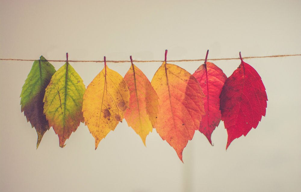 yoga_216's tweet photo. already feeling the fall jitters? read on for some ayurveda tools to help float into fall with ease.

https://t.co/VH4eG7C6Af https://t.co/6ZUp7hIG42