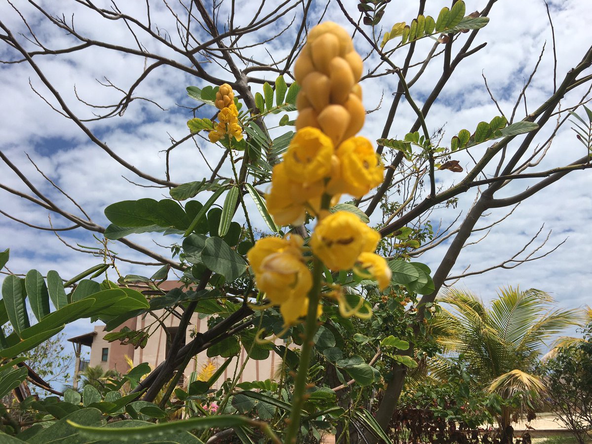jerome_bred's tweet photo. Un #LundiFleuri tardif pour moi! C’est encore lundi ici! Je vous souhaite une très bonne journée @juste_pauline https://t.co/EHozjp79xD