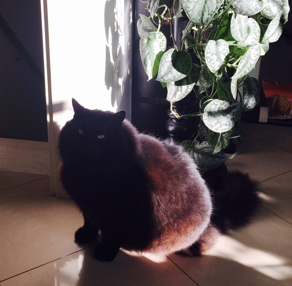 GestriLisa's tweet photo. #tuesday #morning #CatsOfTwitter #gatti #solidcat #FluffyMania #blackcat https://t.co/0bGtOrlo5d