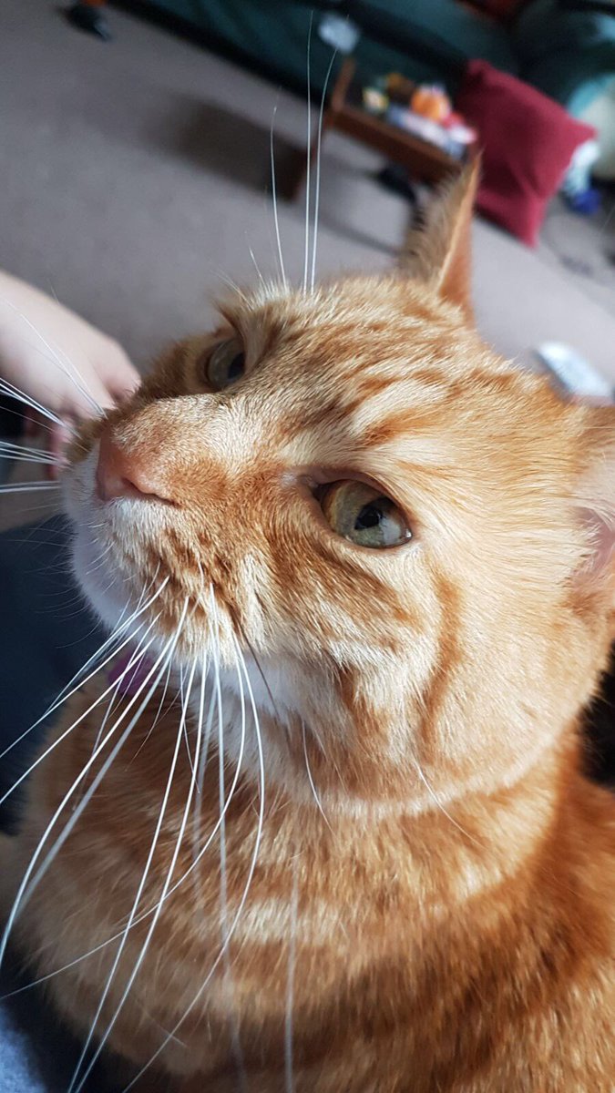 No LOAF today on #KittyLoafMonday i is on my own &amp; family is away. For the next month I'll show you my best loafs from the PAST. Love u all