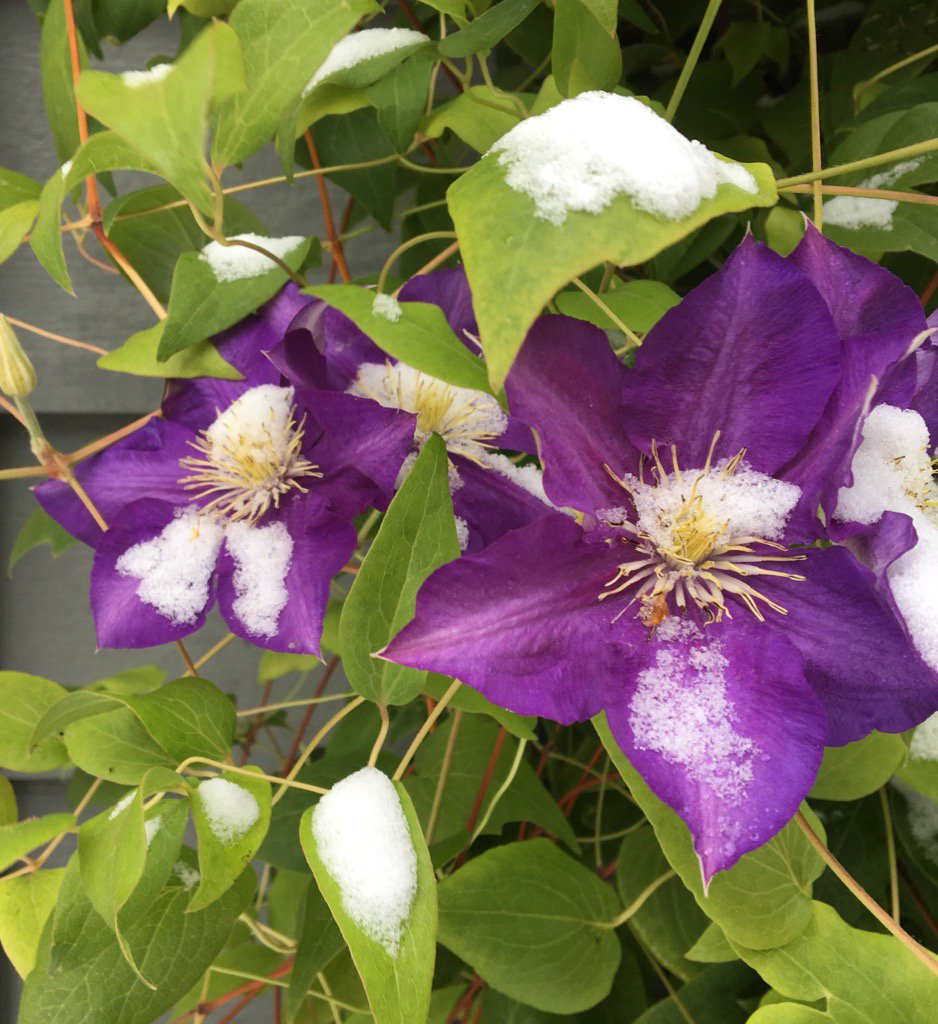 wsquareddesign's tweet image. Snow? No problem for a Jackman Clematis blooming in October. Clematis x &apos;Jackmanii&apos; #yycplants #tooearly4snow #☹️