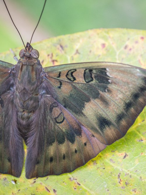 DilipDhakal's tweet photo. Your caterpillar grows to become this. #commonbaron #Nepal https://t.co/NImiwSa3Tk