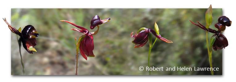 TERN_Aus's tweet photo. Interested in #climatechange &amp; #orchids? 2018 top-up scholarship available to study with us at @UniofAdelaide https://t.co/tYC0oFWuTe #STEM https://t.co/Zoj8JAgkA6