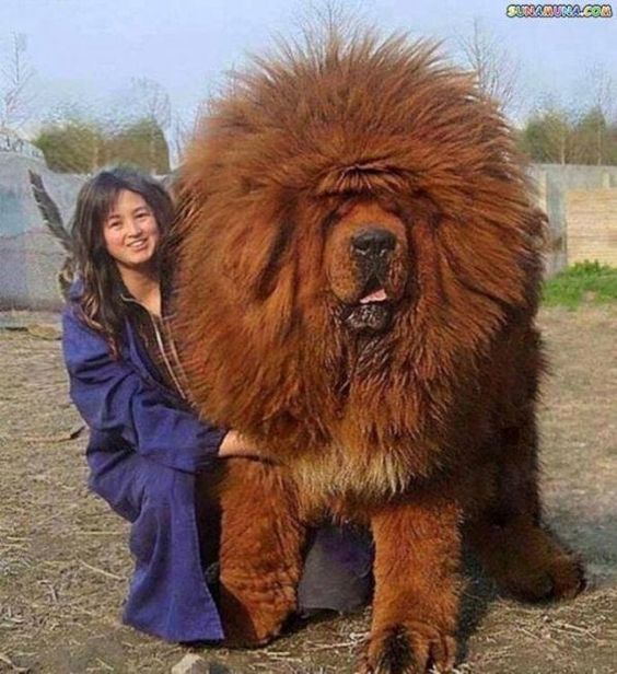 davidjohn2609's tweet photo. One of the largest dog breeds https://t.co/HCqoSQsCsr