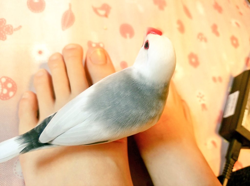 「足乗り文鳥になりつつある 」|やまおのイラスト