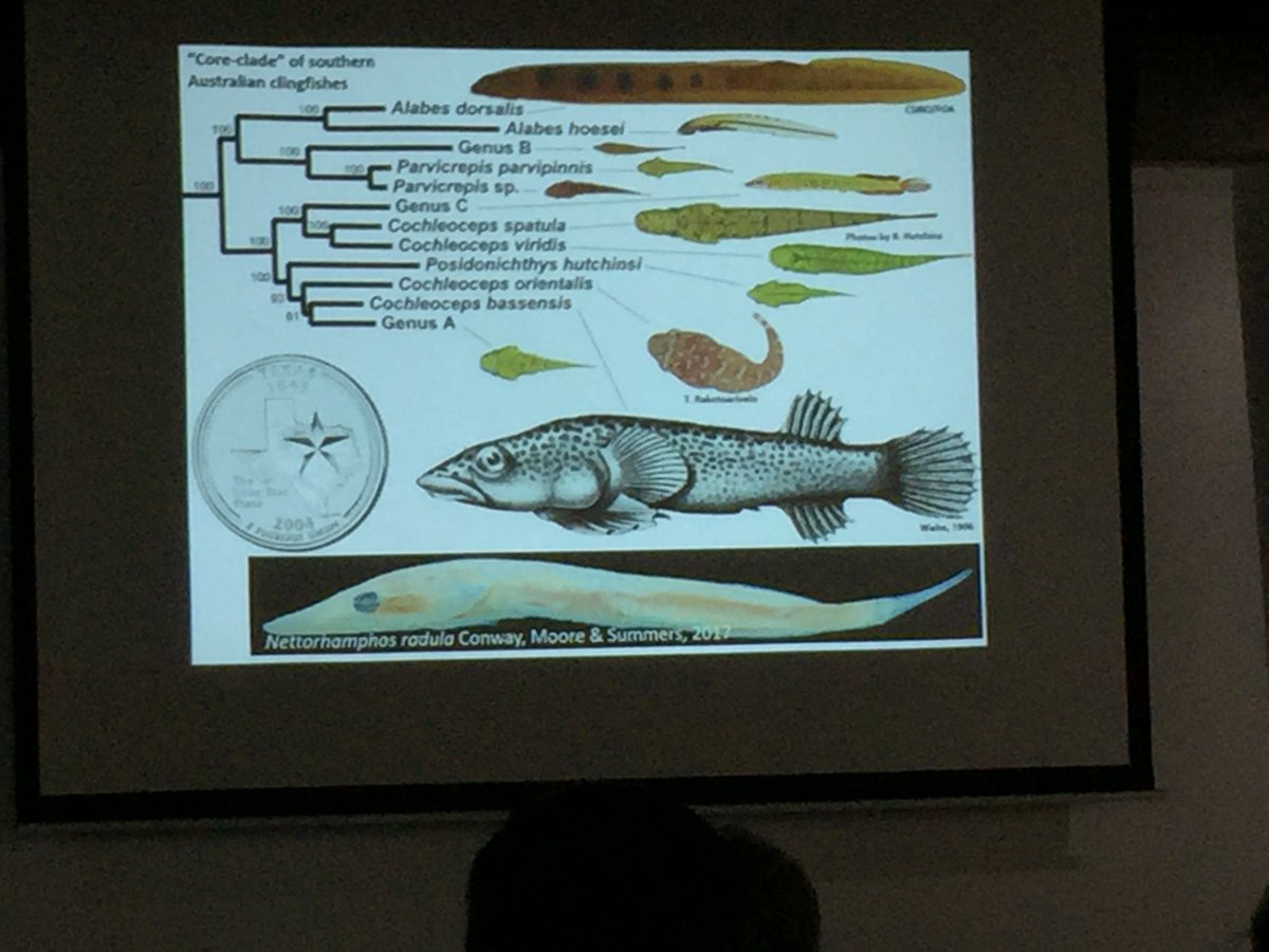 FishesAustralia's tweet photo. Kevin Conway on our fabulous #cryptobenthic #clingfishes in southern Aus #IPFC10 #IPFC2017 #FishesofOz https://t.co/M5spL2bWtz