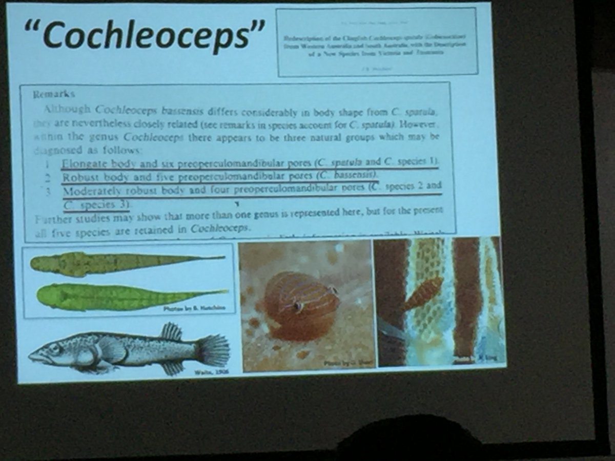 FishesAustralia's tweet photo. Kevin Conway on our fabulous #cryptobenthic #clingfishes in southern Aus #IPFC10 #IPFC2017 #FishesofOz https://t.co/M5spL2bWtz