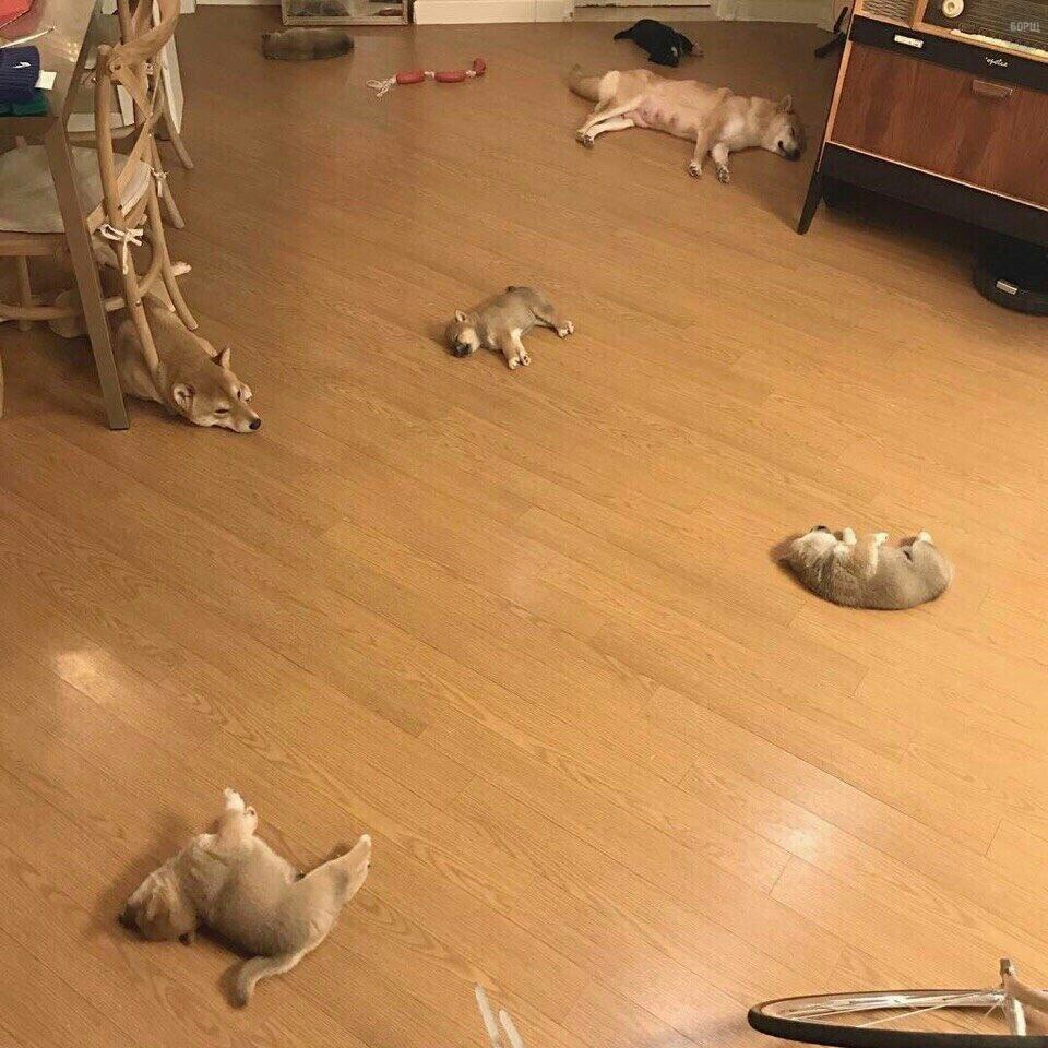 drunktwi's tweet photo. Утро после ночной тусовки https://t.co/pCqyhrxMtq