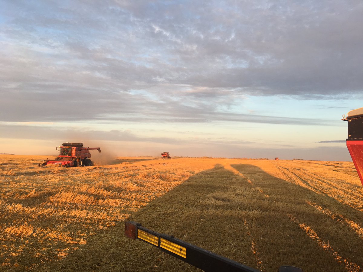 So glad we've been able to thrash these wicked re-seed oats today. The harvest sky and sunset sure make it enjoyable though.