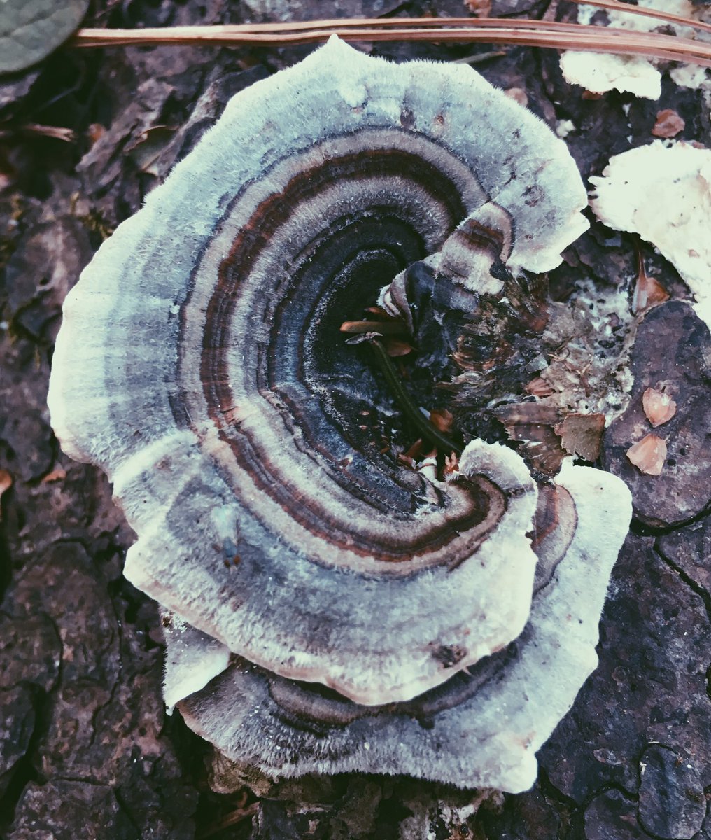 c_bonasera_LU's tweet photo. Some cool images from todays #ees152 lab....together, nature and humans can be so intriguing and beautiful https://t.co/ykn0UdWyUm