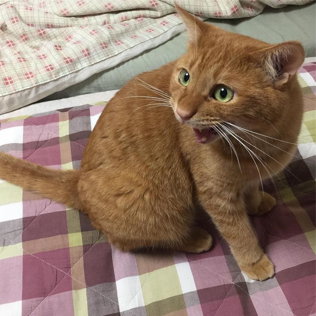 katlycka's tweet photo. ご立腹「もう寝る時間だにゃー!」
毎晩ママさんを待たなくても…先に寝てくれてもいいのですよ
#リュカ #猫好きさんと繋がりたい #茶トラ男子部 #orangetabby #callingmom https://t.co/6J7oYD3Bi1 https://t.co/7H4U1P9jib