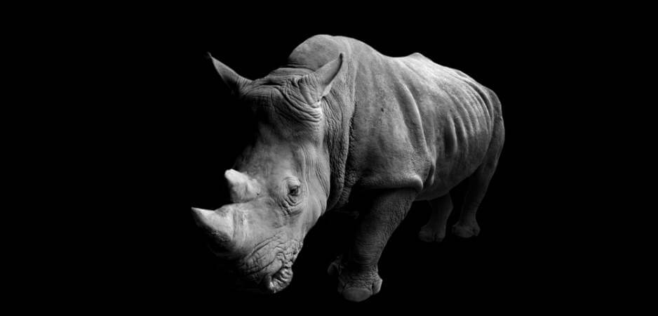 fightforrhinos's tweet photo. Kenya celebrates success of #rhino conservation https://t.co/8yzPHZAEIM #kenya https://t.co/1tDHnRnPg6