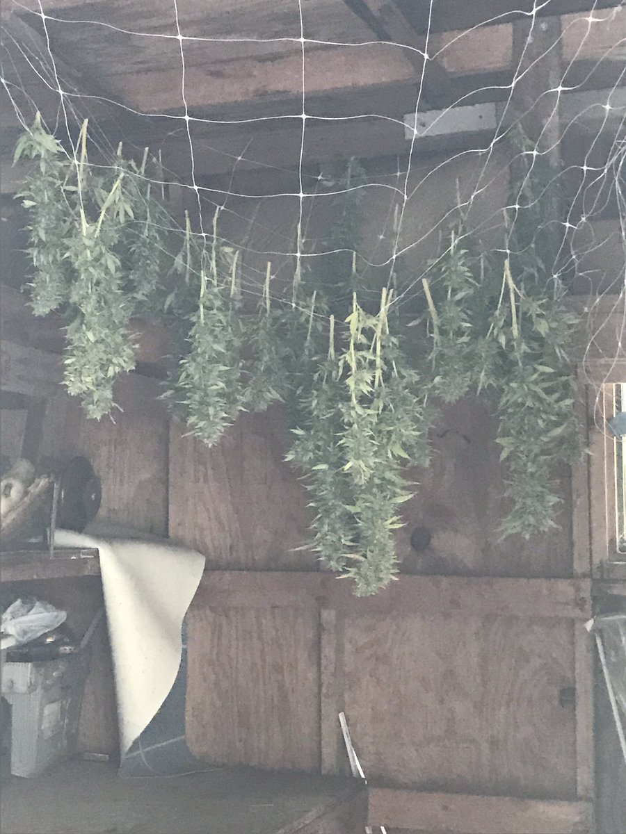 AventuraOrg's tweet photo. Drying the OG # 18 &amp; critical haze #mrniceseedbank #dnagenetics #kush #aventuraorg #cannabis https://t.co/WVZzF28CE4
