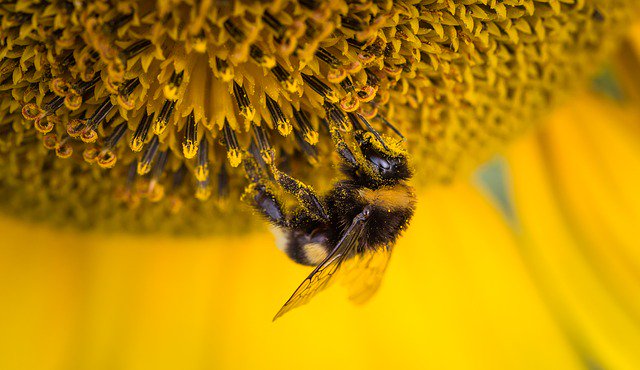 thebeekeeperman tweet picture