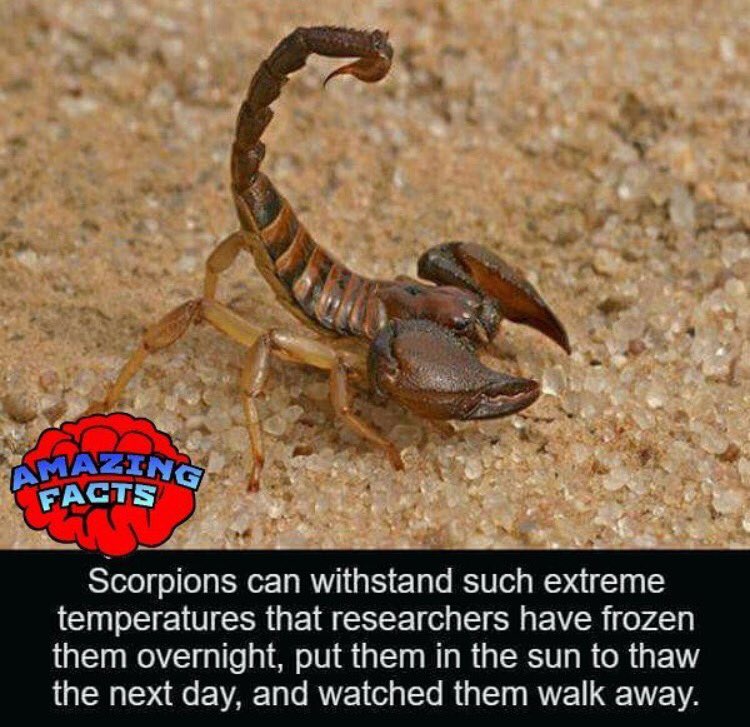 ScorpioMystique tweet media