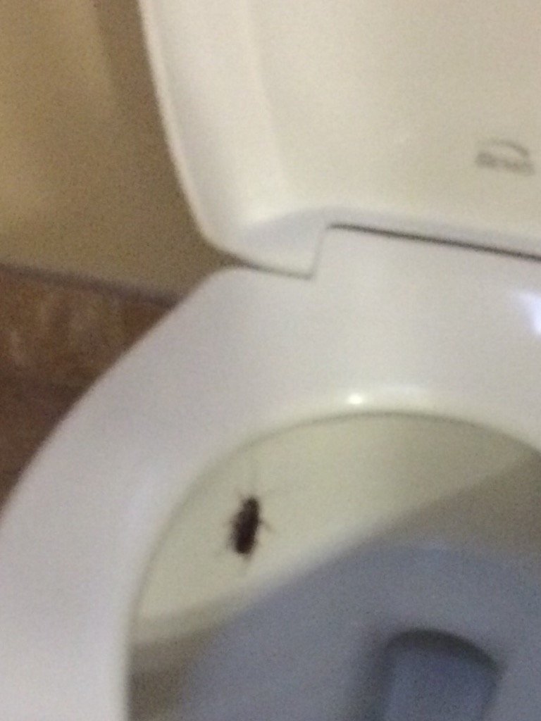 brian0807's tweet photo. Got to my room. Went to go to the bathroom...then crapped my pants. #dontlikebugs https://t.co/NjIPoMAZrX