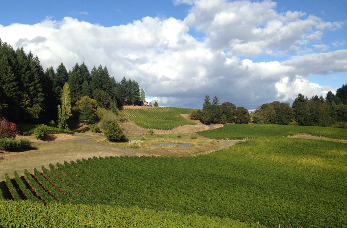 QuailComm's tweet photo. Lovely afternoon @elkcove vineyards. Great wine, great view. #northernwillamettevalley #fallinoregon #oregonwinecontry https://t.co/BmJmr38YyK