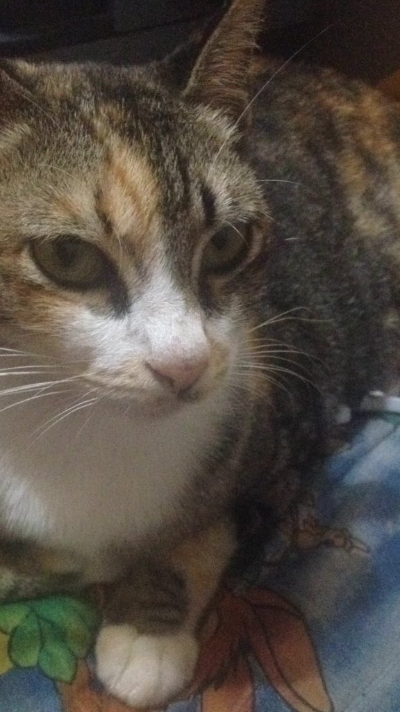 bonie hermansyah (@boniehermansyah) on Twitter photo 