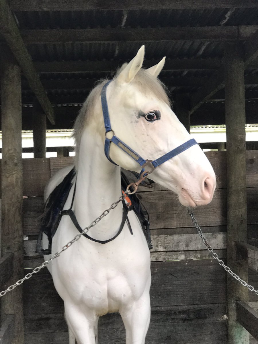 Diamond_Lodge's tweet photo. Lot 182 Reliable Man - Keenly in the upcoming @KarakaChat RTR sale patiently waiting for her turn to gallop this morning @ Taupo racecourse. https://t.co/JiZ1R9hYC7