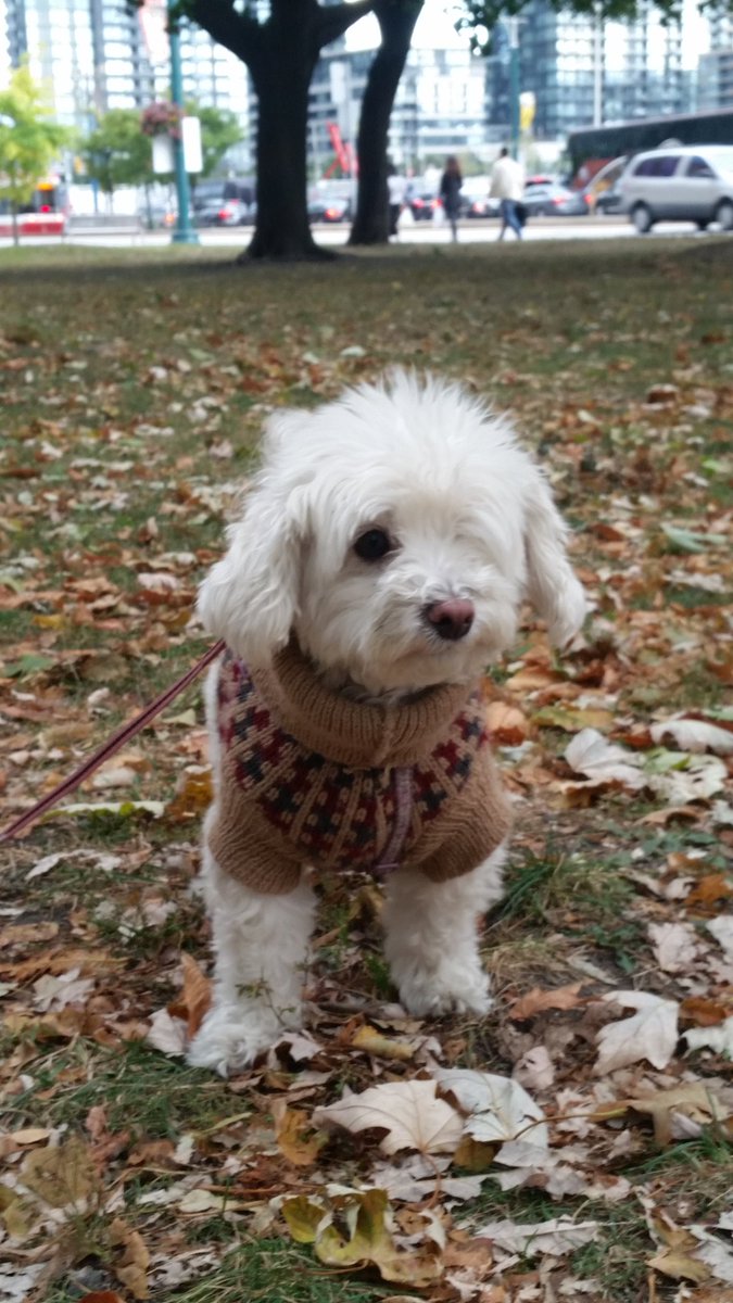 ladydaisydog's tweet photo. Just on a nice stroll 🐶🍁😄 https://t.co/PWoRy6DpxV #fall #fallishere #dogsofinstagram #dogsoftwitter https://t.co/KgYEKgi0nX