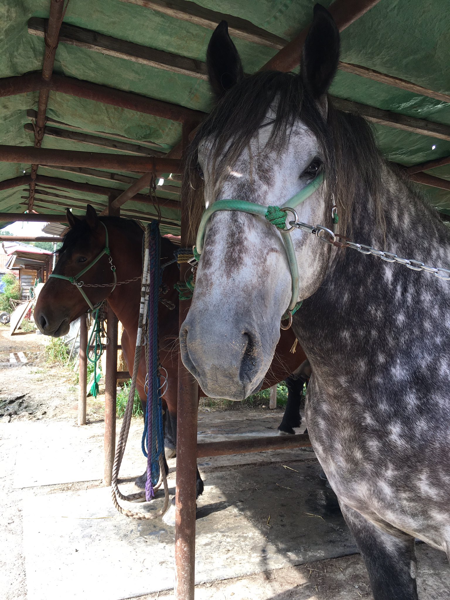 芦毛馬　置物 跳ね馬の置物 運気向上跳ね馬（立馬成功） : 中国貿易公司ctc