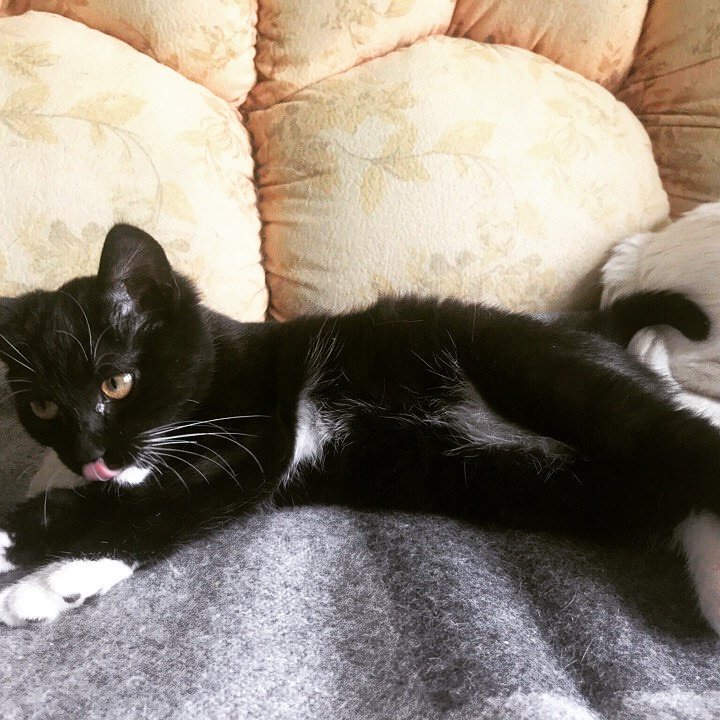 Malenkie_dryzia's tweet image. #ПомощьБездомнымЖивотным
Друзья, знакомьтесь!
Это Джой девочка-котенок, примерно 3 мес., найдена за городом, у дороги.