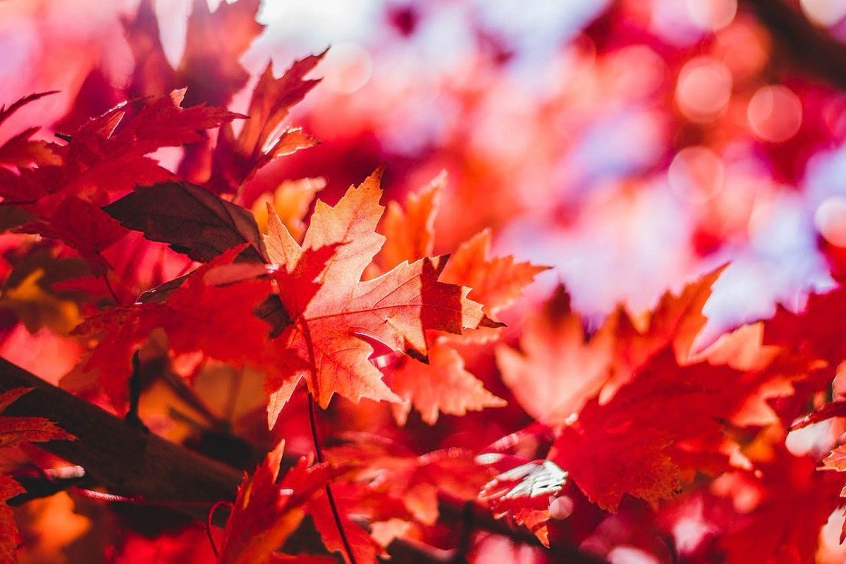 visitdetroit's tweet photo. Check out these Insta-worthy fall color spots #fallindetroit https://t.co/bmhOl9tbVH https://t.co/4X6iEaFGlF