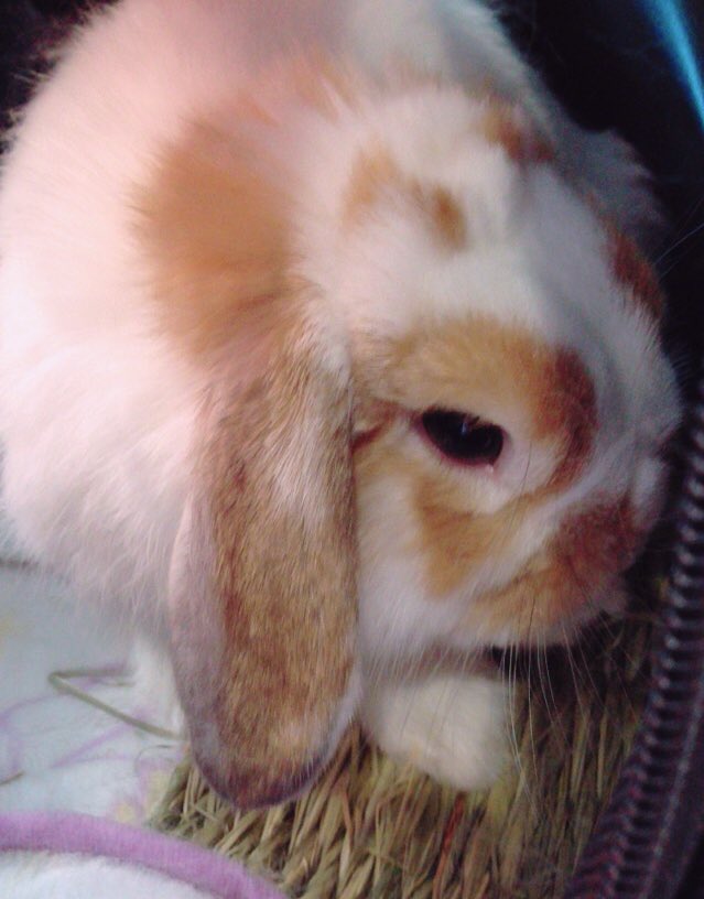 toramaru_rabbit's tweet photo. 新しい動物病院へ！
元気になった！いい感じ😀💕 https://t.co/Th8iy6Oe9M