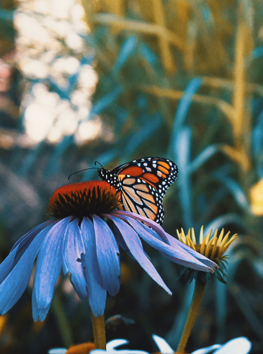 ethvnx12's tweet photo. 16 year old self taught photographer living in upstate New York. A simple RT would be appreciated. https://t.co/3MFmBvWxob