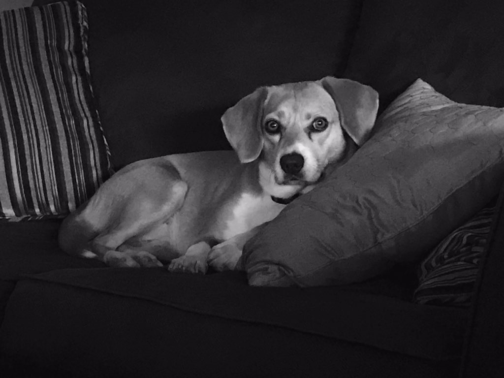 hinrees's tweet photo. @theDogvocate  https://t.co/DQlsqubMOp