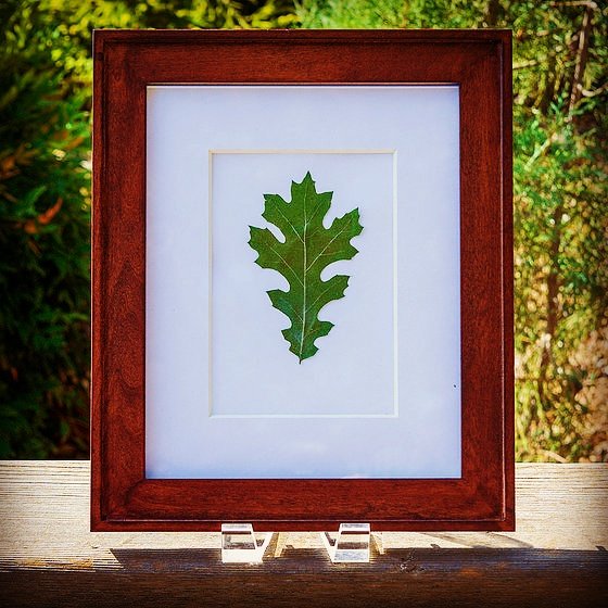 DestinationUrbn's tweet photo. Pressed Oak Leaf. Shop our fall collection 🍁🍁🍁
#fall #autumn #falldecor #autumndecor #nature #explore #like #photograph #decor #decoration https://t.co/ckwl4ale4O