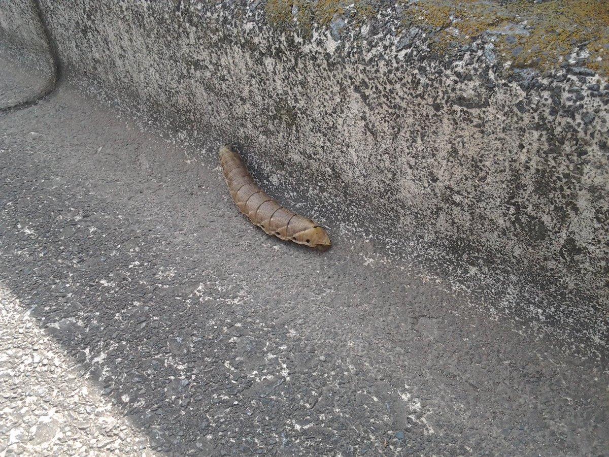 ウタオ ちょうど犬の糞くらいありました 蛾の幼虫ですね 初めて見ました ウタオ ちょうど犬の糞くらいありました 蛾の幼虫ですね 初めて見ました