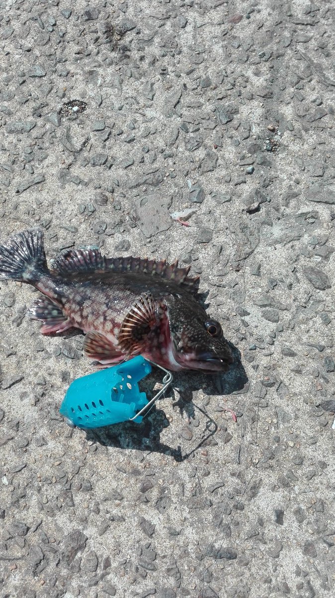 I was fished a rock fish in azekarimachi

#fishing