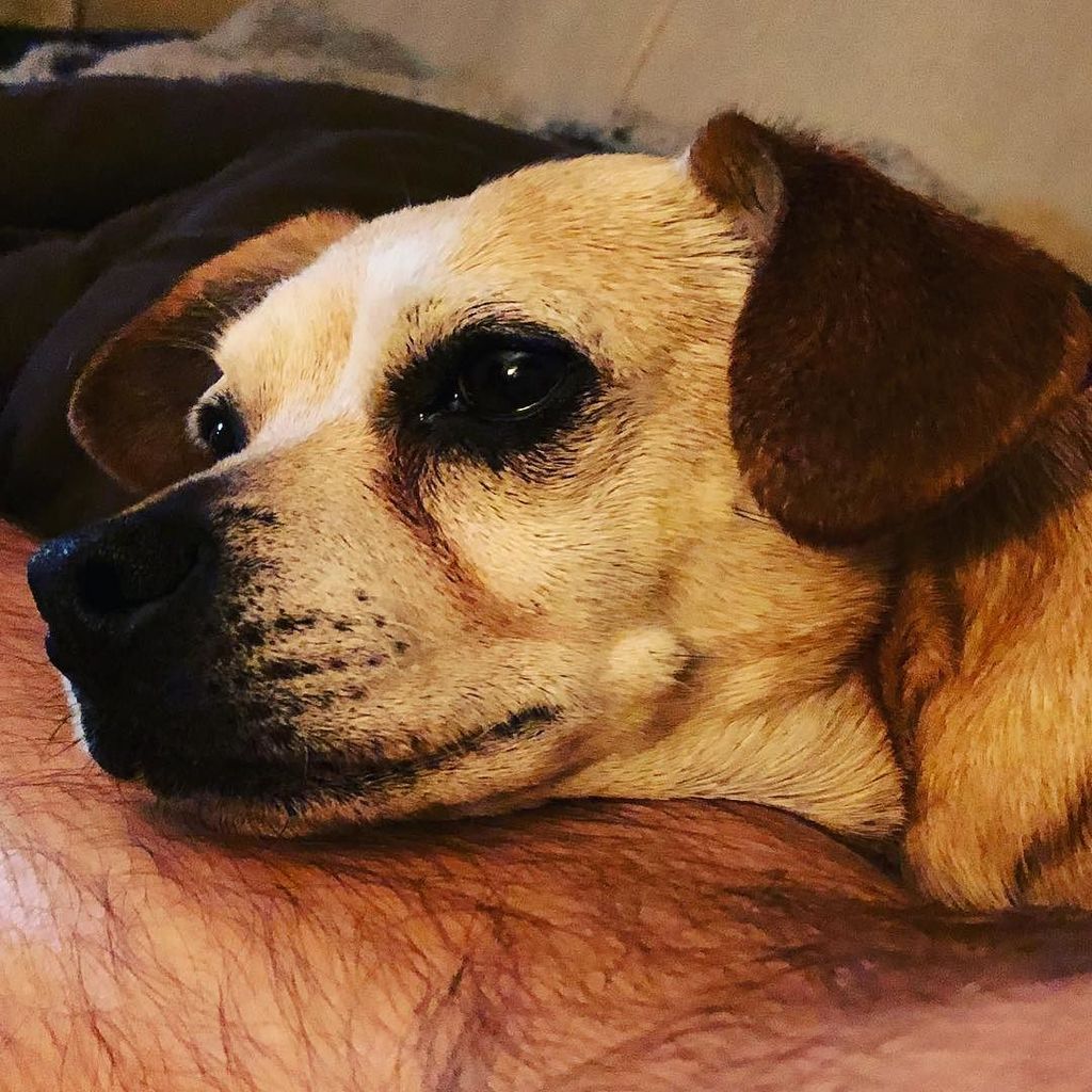 tsquare86's tweet photo. That face! #chiweenie #guyface #snuggles #puppysnuggles #instadog https://t.co/Zps1NCge52 https://t.co/3VKrgjmfCn