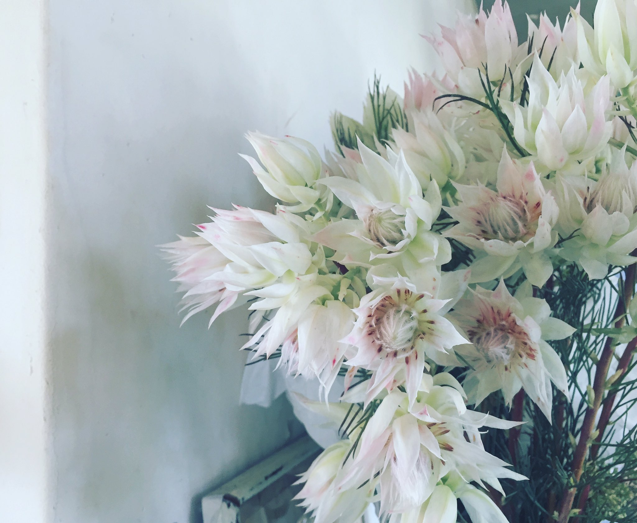 コトリ花店 おはようございます 木曜日軽井沢にお届けする 花嫁さまのブーケの主役セルリアと セラファン 明日からは秋の気温なので安心 髪かざりもウェルカムリースも大切におつくりします 良いお式になりますように T Co コトリ花店 おはようございます 木曜日軽井沢にお届けする 花嫁さまのブーケの主役セルリアと セラファン 明日からは秋の気温なので安心 髪かざりもウェルカムリースも大切におつくりします 良いお式になりますように T Co