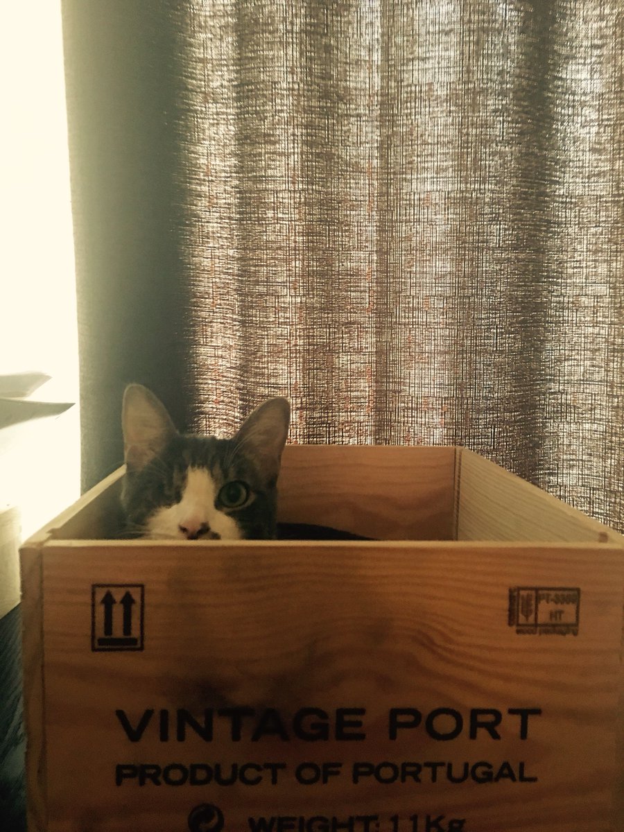 JenSaxby's tweet photo. @catsofinstagram #theblindpig https://t.co/Ixnu1U1f32