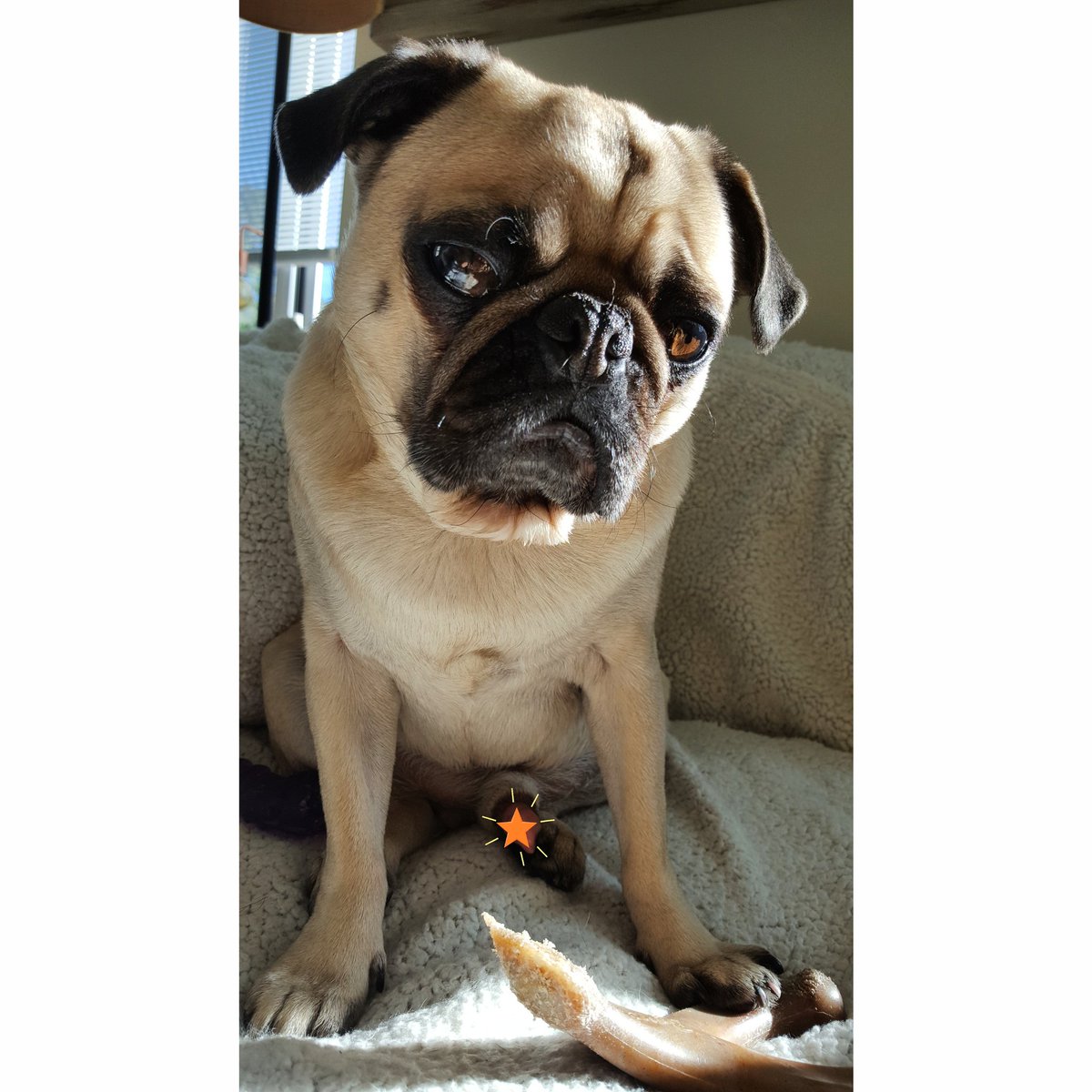 PaddingtonPug's tweet photo. If your phone doesn't ring, it's me 😑 #loveyoulongtime #booloving #canyouhearmenow #sundayfunday #pug #pugs #puglife  @LoveConnection https://t.co/xSNMAIut8E