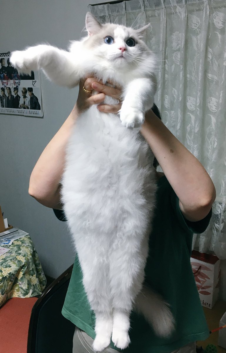 ましろ ラグドール على تويتر 長い ラグドール 猫 猫好きさんと繋がりたい