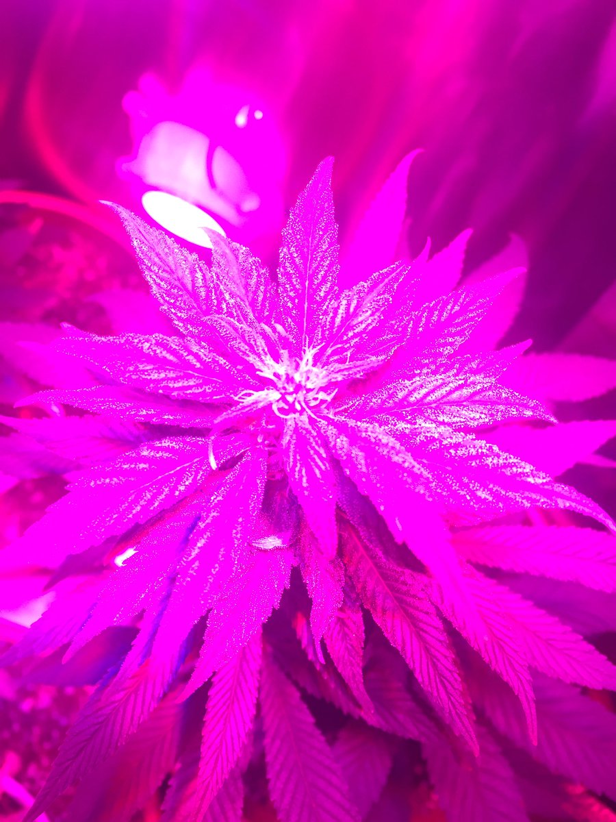 GreendoorChile's tweet photo. Led! #cannabis https://t.co/KSM8tByg8I