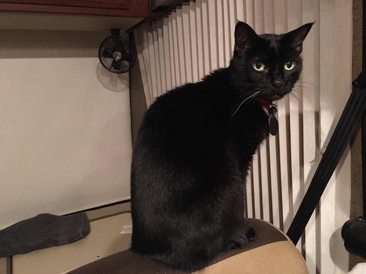 RVTXCat's tweet photo. One of my favorite perches! #RVCat https://t.co/z5qxElQWnU