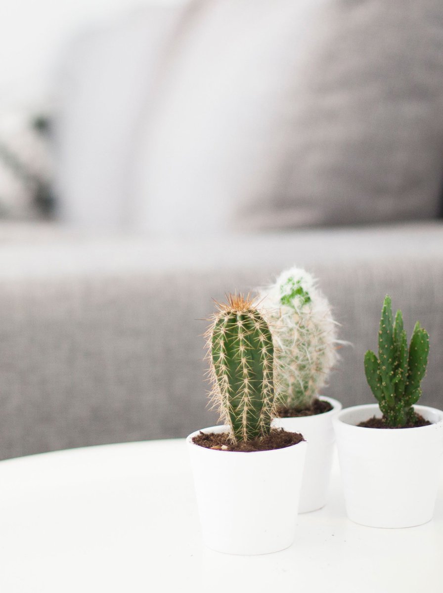 The grow up so fast #design #Tuesday #succulents #cacti #studionaam