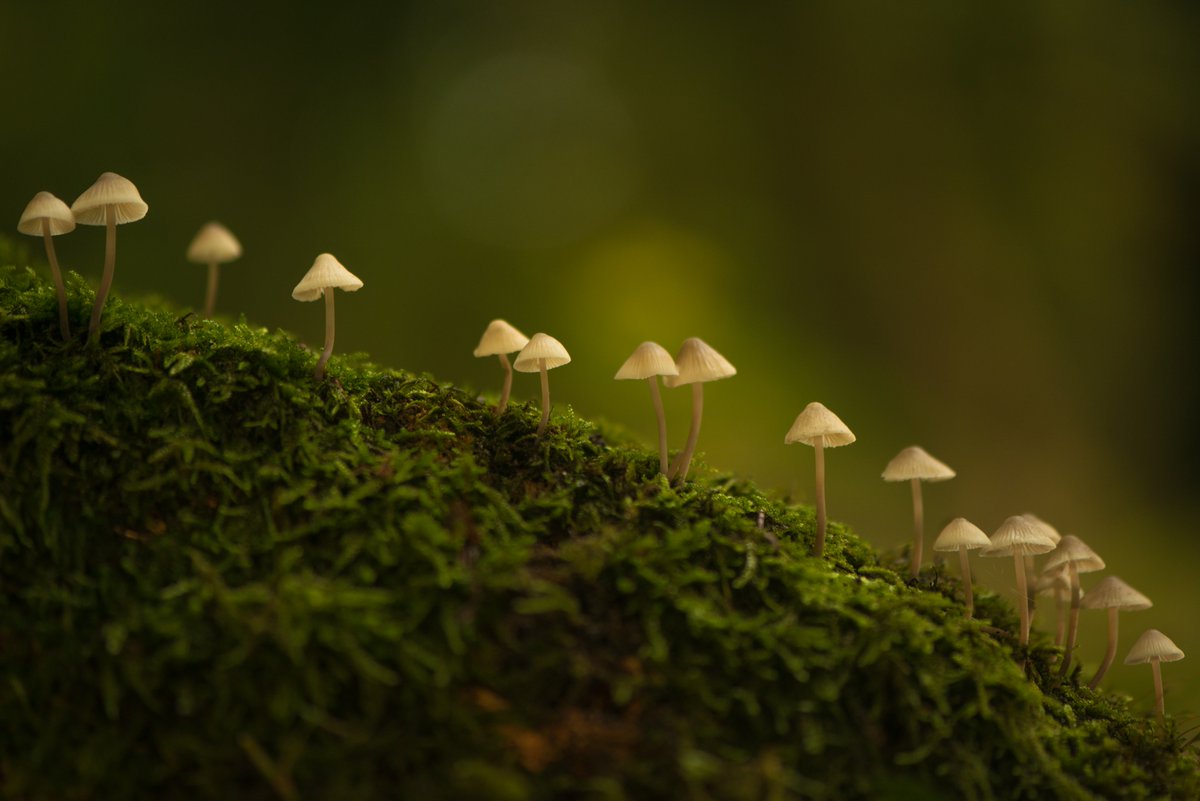 JackMPhoto's tweet photo. It's been a creative couple of months photographing fungi. Many thanks to @WildlifeTrusts and their wonderful nature reserves. #LoveWildlife https://t.co/Kzx0ZYhC5q