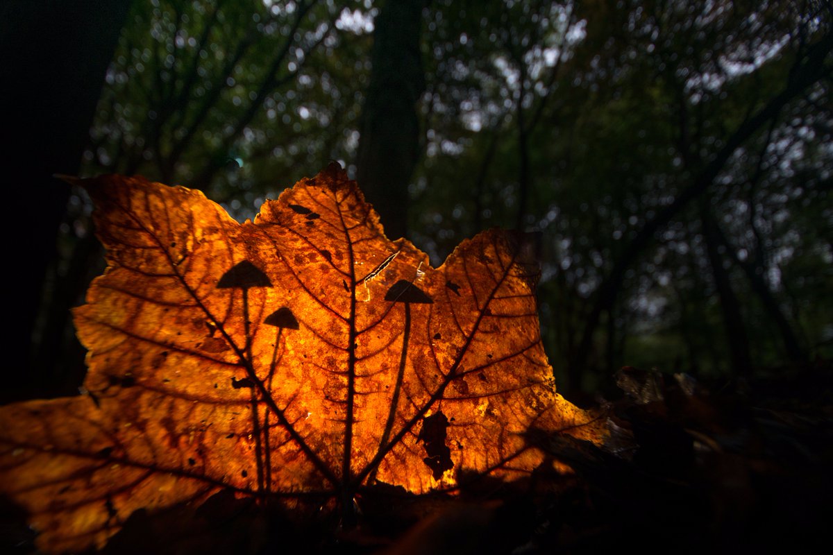 JackMPhoto's tweet photo. It's been a creative couple of months photographing fungi. Many thanks to @WildlifeTrusts and their wonderful nature reserves. #LoveWildlife https://t.co/Kzx0ZYhC5q