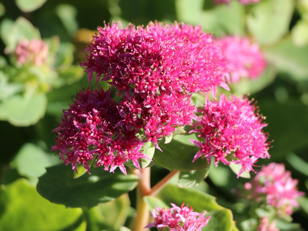 CoblandsOnline's tweet photo. Now is a great time to fill gaps in borders with Autumn flowering plants such as Sedum: https://t.co/Khyc3wqOW3 https://t.co/xR6sLBX39O