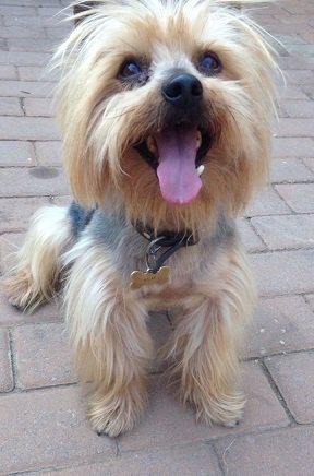 SAYorkieRescue's tweet photo. Gauteng,Roodepoort #yorkshireterrier male for adoption.Oscar loyal #yorkie needs home. https://t.co/Kq9kk5qxpq #SAYRGauteng #SAYorkieRescue https://t.co/RtmZ4ggUsU