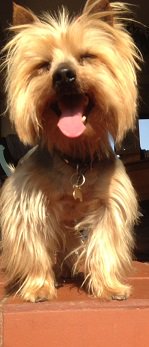 SAYorkieRescue's tweet photo. Gauteng,Roodepoort #yorkshireterrier male for adoption.Oscar loyal #yorkie needs home. https://t.co/Kq9kk5qxpq #SAYRGauteng #SAYorkieRescue https://t.co/RtmZ4ggUsU