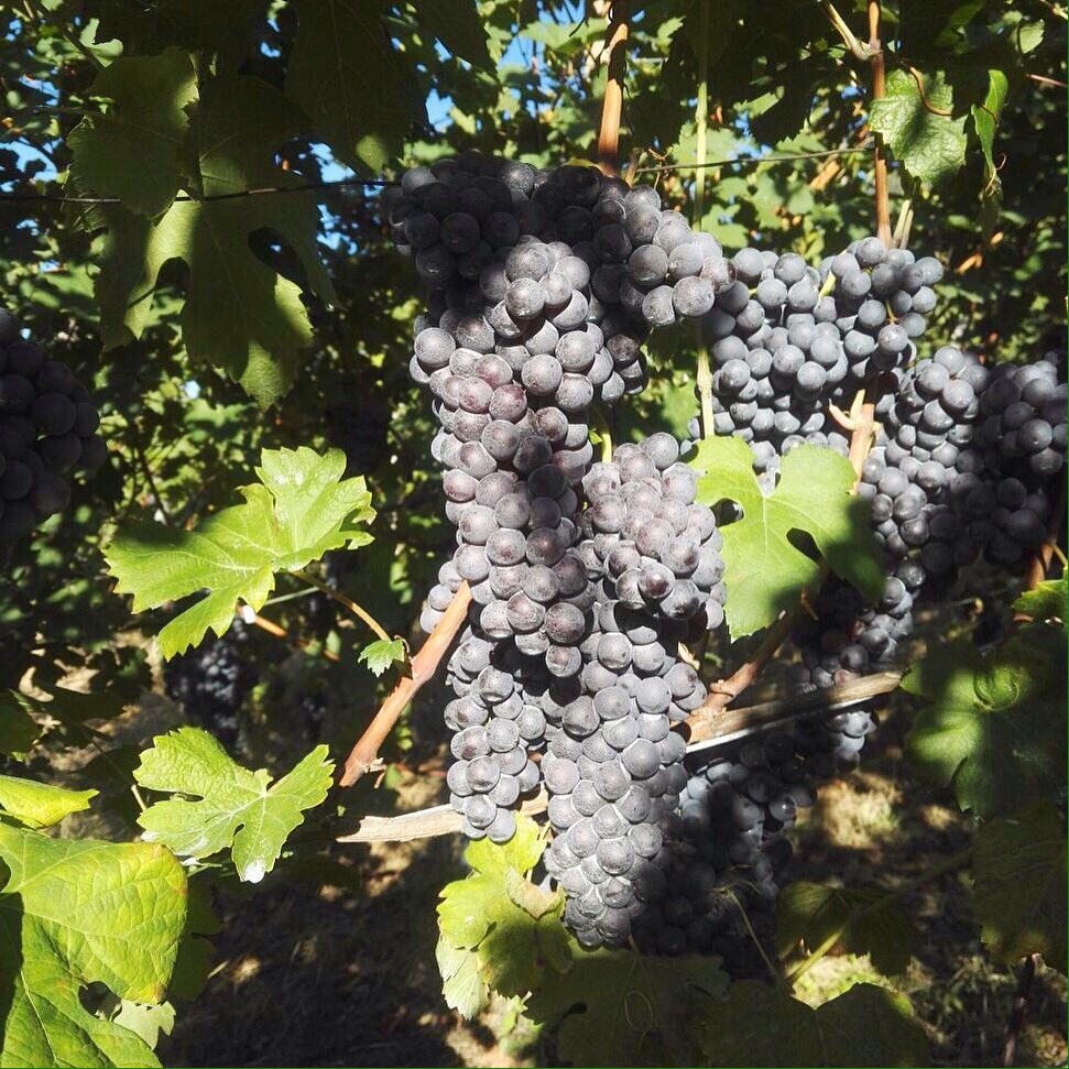 Tra due giorni si parte! #Vendemmia2017 We are ready...harvest in two days! #Nebbiolo #ArpepeHarvest2017 #Valtellina #NebbioloDelleAlpi
