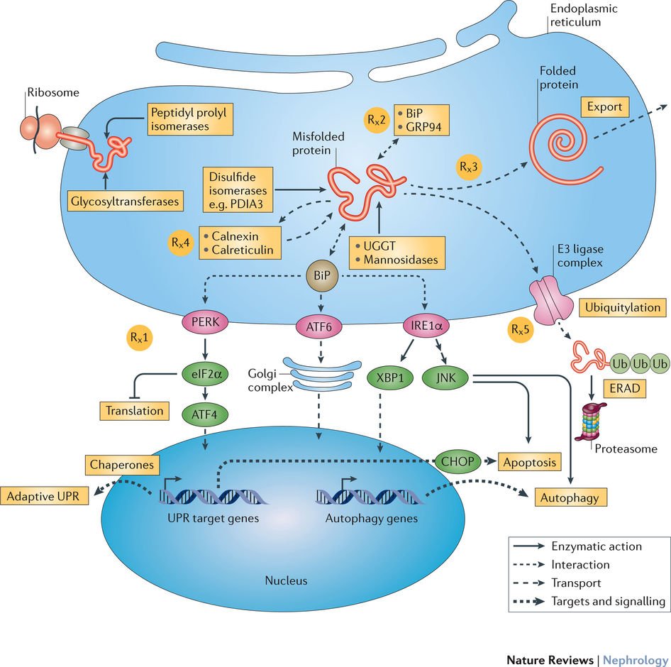 book solvation ionic and complex formation reactions in non aqueous solvents